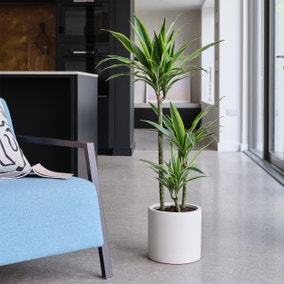 Dracaena Lemon & Lime House Plant in Earthenware Pot