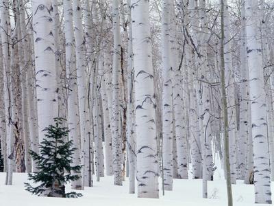 Aspen and Douglas Fir, Manti-Lasal National Forest, La Sal Mountains, Utah, USA - Photographic Print, 12x9