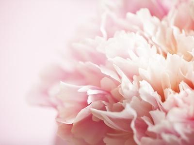 Fade to Pink - Photographic Print, 16x12