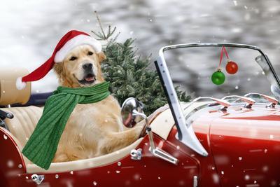 Golden Retriever Driving Car Collecting Christmas Tree - Photographic Print, 18x12