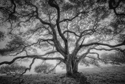 Majestic Old Oak, Black and White, Petaluma Northern California - Photographic Print, 18x12 Majestic Old Oak, Black and White, Petaluma Northern California - Photographic Print, 18x12