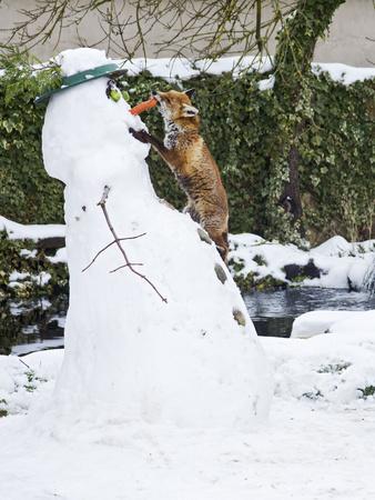 Red Fox Stealing Snowman's Nose in Winter Snow - Photographic Print, 12x16