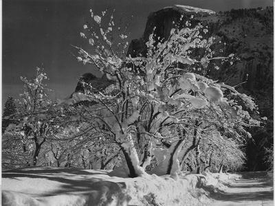 Trees With Snow On Branches "Half Dome Apple Orchard Yosemite" California. April 1933. 1933 - Wall Art Print, 16x12