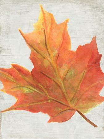 Woodland Colors IV - Wall Art Print, 12x16